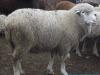 Тонкорунные овцы породы прекос
