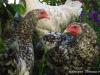 Особенности пушкинской породы кур Фермеры рассказывают про курицы пушкинский