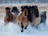 Породы: Якутская Якутская лошадь описание породы