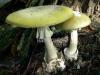 Как обрабатывать грибы правильно после сбора - советы и рекомендации по обработке грибов Условные знаки грибов