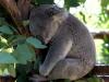 Где водятся коалы. Коала животное. Описание, особенности, образ жизни и среда обитания коалы. Что едят коалы? Эвкалиптовый рацион