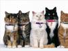 Все породы кошек с фотографиями и названиями