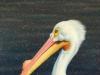 Розовый пеликан Разновидность птиц пеликан бакалавр и еще кто