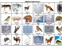 Конспект НОД по развитию речи в старшей группе «Дикие животные России