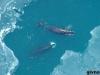Гренландский кит животное