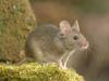 Домовая мышь, описание, среда обитания, образ жизни, чем питается, фото, видео