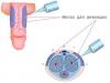 Вазоактивный тест при легочной гипертензии Норма артериального давления у человека