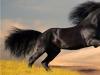 Приснилась черная лошадь: трактование сновидения различными сонниками