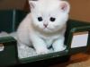 Маленький комочек в доме: как приучить котенка к лотку Выбор лотка и наполнителя для котенка