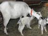 Как повысить удой молока у козы после удоя: как правильно кормить