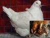Охотничья кухня. дикие голуби. рецепты блюд из диких голубей. Блюда из диких голубей Мясо голубей что можно готовить