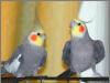 Адаптация, приручение и дрессировка попугаев Обучение веселым трюкам