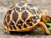Уход за сухопутной черепахой в домашних условиях Черепахи содержание и уход