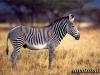 Чем питается зебра? Зебра животное. Описание, особенности, виды, образ жизни и среда обитания зебры Как называется зебра